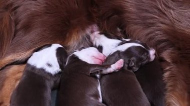 Bir grup köpek yavrusu annelerinden emziriyor. Yavrular kahverengi ve beyaz. Anne köpek yerde yatıyor.. .