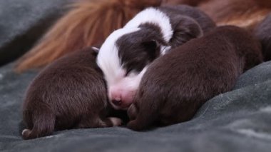 Bir grup köpek yavrusu bir yatakta uyuyor. Yavrular kahverengi ve beyaz. Yatak battaniyeyle örtülmüş.. .