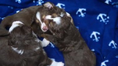 Üç köpek yavrusu mavi bir battaniyenin üzerinde uyuyor. Yavrulardan biri diğer ikisinin üstünde yatıyor..