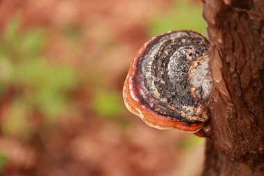 Ağaçta bir mantar büyüyor. Mantar kahverengi ve kırmızıdır. Ağaç yeşil yapraklarla çevrili.