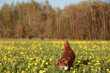 Kahverengi bir köpek sarı çiçek tarlasında çimenleri kokluyor. Köpek açık havayı seviyor ve çevresini keşfediyor gibi görünüyor.