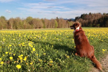 Sarı çiçeklerle dolu bir tarlada bir köpek oturuyor. Köpek sola bakıyor.