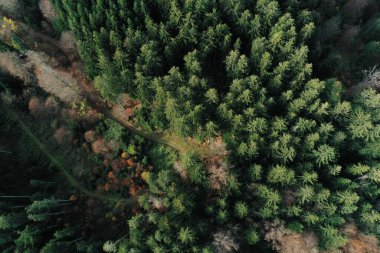 İçinden yol geçen bir orman. Ağaçlar yeşil ve yapraklar kahverengi..