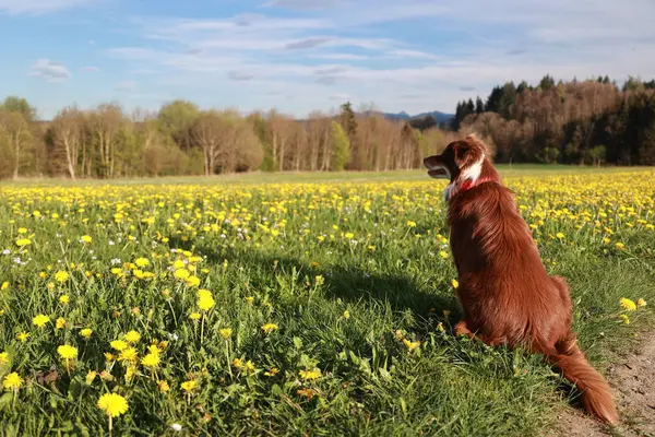 Sarı çiçeklerle dolu bir tarlada bir köpek oturuyor. Köpek sola bakıyor.