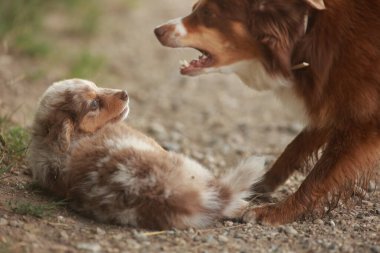 Büyük bir köpek üzerinde dururken küçük bir köpek yerde yatıyor. Küçük köpek korkmuş görünüyor ve büyük köpek ona havlıyor.