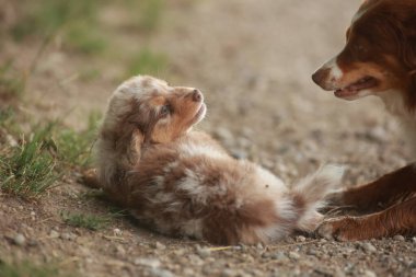 Küçük kahverengi ve beyaz köpek, daha büyük kahverengi ve beyaz bir köpeğin yanında yerde yatar. Küçük köpek, büyük köpeğe bakıyor gibi görünüyor.
