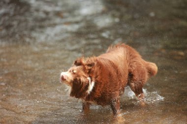 Kahverengi köpek nehre sıçrıyor. Köpek ıslak ve yüzünde şakacı bir ifade var.