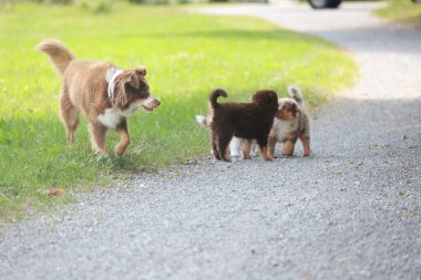 Yol kenarındaki çimenli bir alanda üç köpek oynuyorlar. Köpeklerden biri büyük kahverengi bir köpekken, diğer ikisi küçük kahverengi köpeklerdir.