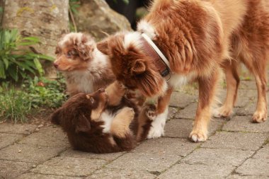 Üç köpek birlikte oynuyorlar, biri köpek yavrusu. Yavru köpekle diğer iki köpek oynuyor.