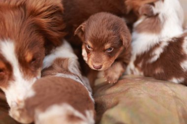 Bir grup köpek yavrusu bir battaniyenin üzerinde yatıyor, bunlardan biri de küçük kahverengi bir köpek yavrusu. Yavrular birbirine sokulup birbirlerine eşlik ederken sahne eğlenceli ve sevimli.