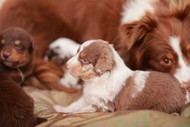 Kahverengi ve beyaz köpek yavrusu annesinin ve diğer yavrularının yanında bir yatakta yatıyor. Yavruların hepsi çok tatlı ve birbirlerine eşlik etmekten hoşlanıyorlar.