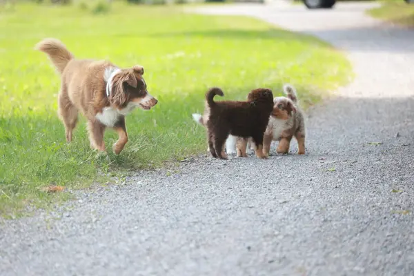 Yol kenarındaki çimenli bir alanda üç köpek oynuyorlar. Köpeklerden biri büyük kahverengi bir köpekken, diğer ikisi küçük kahverengi köpeklerdir.