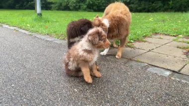 Sevimli yavrular, yağmurlu bir günde keyifle parkta oynarlar ve keyifli anları yakalarlar.