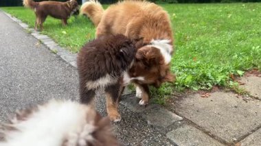 Sevimli köpek yavrularının birbirine bağlanmasını, oynamasını ve dışarıda eğlenerek gezmesini izlemenin tadını çıkarın.