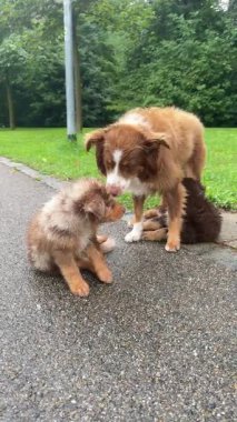Canlı iki köpek, yemyeşil bir parkta, güzel bir yolda neşeyle oynuyorlar. Arkadaşlıklarını sergiliyorlar.
