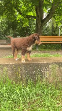 İnanılmaz derecede sevimli küçük bir köpek yavrusu başka bir köpekle parkta eğlenceli bir anın tadını çıkarıyor.