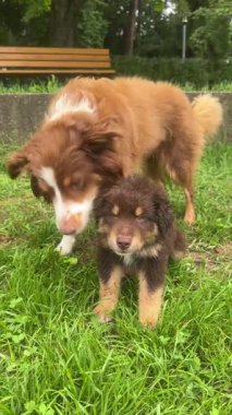 İki canlı köpek yeşil çimenlerde oynaşıyor, şakacı maskaralıklar ve neşeli ifadelerle bağlarını sergiliyorlar.