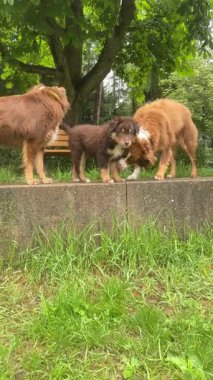 Canlı bir parkta, üç neşeli köpek neşe içinde birbirleriyle etkileşime geçerek, zamandaki hoş bir anı yaratıyorlar.