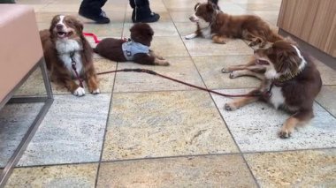 Kesinlikle çok sevimli dört köpek şık bir mekanda yan yana uzanıyorlar. Keyifle vakit geçiriyorlar.