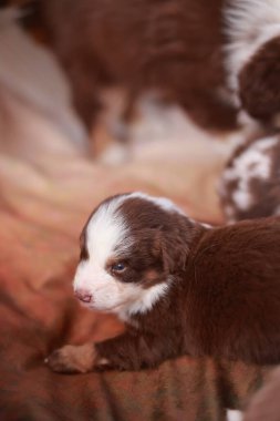 Kahverengi ve beyaz köpek yavrusu bir yatakta yatıyor. Yavru köpek kameraya tuhaf bir ifadeyle bakıyor.