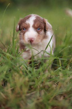 Yavru köpek başı aşağıda çimlerin üzerinde duruyor. Köpek yavrusu kahverengi ve beyazdır. Çimler yeşil, gökyüzü mavi.