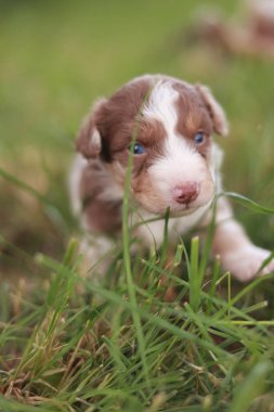 Köpek yavrusu çimenli bir arazide kameraya bakıyor. Yavru köpek kahverengi ve beyaz, mavi gözlü.