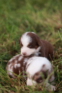 İki köpek yavrusu çimenlerde yatıyor, biri kahverengi ve biri beyaz. Kahverengi köpek kameraya tuhaf bir ifadeyle bakıyor.