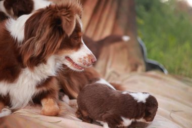 Kahverengi ve beyaz köpek küçük kahverengi ve beyaz bir köpek yavrusunun yanında bir battaniyenin üzerinde yatıyor. Köpek bir anneye benziyor ve yavru da onun yavrusu.