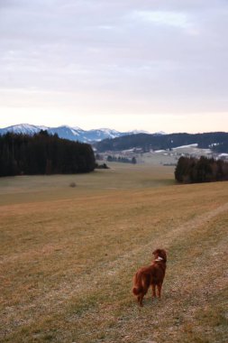 Bir köpek arka planda dağlarla birlikte bir tarlada duruyor. Gökyüzü bulutlu ve güneş batıyor.. .