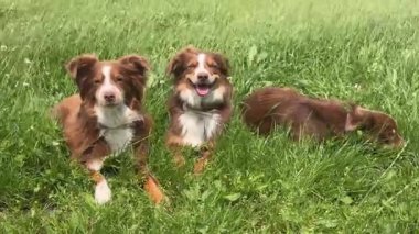 İki köpek çimlerin üzerinde yatıyor, biri gülümsüyor. Diğer köpek yan yatıyor.