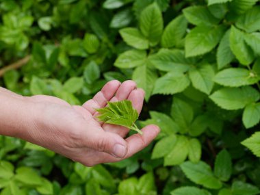 Kişi elinde yeşil bir çalılığın ortasına yerleştirilmiş bir yaprak tutuyor. Yaprak büyük ve canlı, çalılık hayat ve renk dolu.