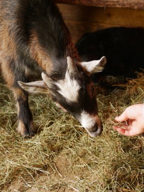Keçi insan elinden saman yiyor. Keçi siyah beyaz. Samanlar kahverengi.