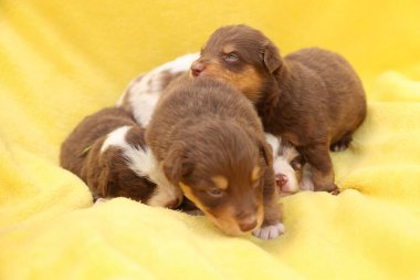 Bir grup köpek yavrusu sarı bir battaniyenin üzerinde uyuyor. Yavrular kahverengi ve beyaz.