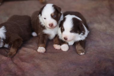 İki köpek yavrusu bir yatakta yatıyor. Biri kahverengi ve beyaz, diğeri kahverengi ve siyah.