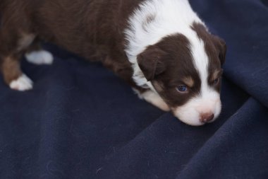 Mavi bir battaniyenin üzerinde bir köpek yavrusu yatıyor. Yavru köpek kahverengi ve beyaz