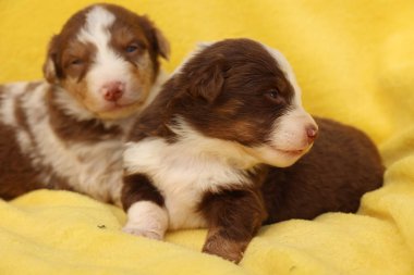 İki köpek yavrusu sarı bir battaniyenin üzerinde yatıyor. Biri kahverengi ve beyaz, diğeri kahverengi ve siyah.