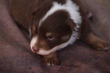 Kahverengi ve beyaz bir köpek yavrusu battaniyenin üzerinde yatıyor. Yavru köpeğin siyah bir burnu var ve kameraya bakıyor.