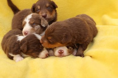 Bir grup köpek yavrusu sarı bir battaniyenin üzerinde uyuyor. Yavrular kahverengi ve beyaz.