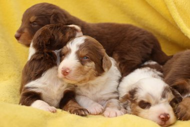 Bir grup köpek yavrusu sarı bir battaniyenin üzerinde uyuyor. Yavrular kahverengi ve beyaz. Hepsi kıvrılıp birbirine sokulmuş.