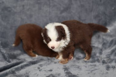 İki köpek yavrusu gri bir battaniyenin üzerinde duruyor. Biri kahverengi ve beyaz, diğeri de kahverengi.