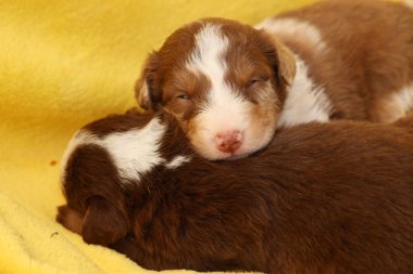 İki köpek yavrusu sarı bir battaniyenin üzerinde uyuyor. Bir tanesi kahverengi ve beyaz.