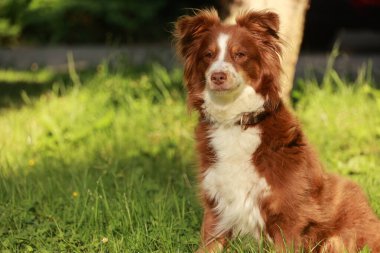 Kahverengi ve beyaz köpek çimenlerde oturuyor. Köpek, kameraya bakıyor. Çimler yemyeşil ve yemyeşil
