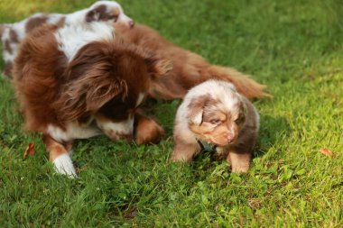 Küçük kahverengi ve beyaz köpek çimenli bir alanda büyük bir köpeğin yanında duruyor. Sahne huzurlu ve sakin, iki köpek birlikte eğleniyor.