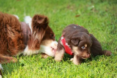 Kahverengi ve beyaz köpek kahverengi ve beyaz bir köpek yavrusuyla oynuyor. Yavru köpek kırmızı bir yaka takıyor.