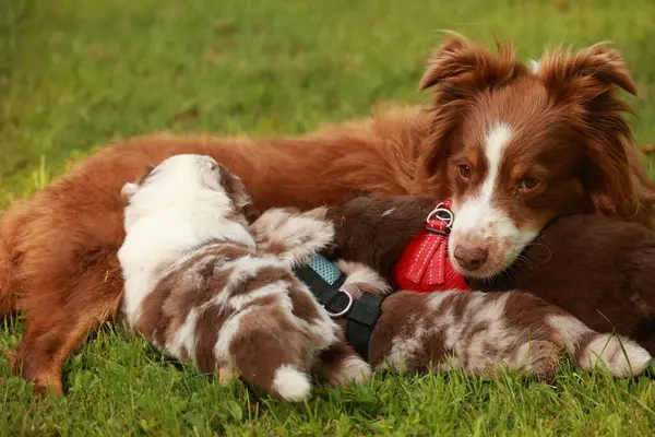 Kahverengi ve beyaz köpek diğer iki köpekle birlikte çimlerin üzerinde yatıyor. Köpeklerden biri yerde yatarken diğeri de ilk köpeğin sırtında yatıyor.