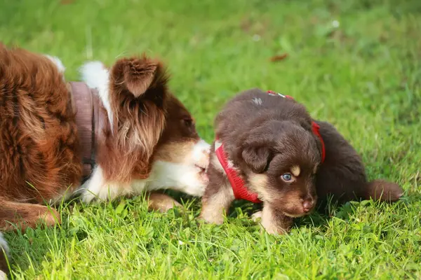 Küçük kahverengi köpek daha büyük kahverengi ve beyaz bir köpekle oynuyor. Küçük köpek kırmızı bir tasma takıyor.