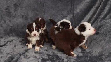 Bir grup köpek yavrusu battaniyenin üzerinde oturuyor. Yavrulardan biri beyaz ve kahverengi. Yavruların hepsi farklı renk ve boyutlarda.