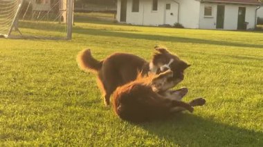 İki köpek çimlerin üzerinde yatıyor, biri diğerini yalıyor. Sahne neşeli ve neşeli.