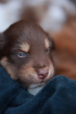 Yavru köpek battaniyenin üzerinde uyuyor. Köpek yavrusu kahverengi ve beyazdır. Battaniye mavi.