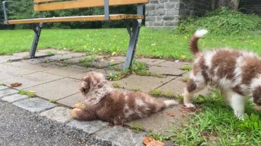 Bir grup tatlı köpek yavrusu neşeyle oynuyor, etrafta koşuşturuyor ve bir bankın yanındaki güzel yeşil park alanını keşfediyorlar.